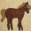 Shetland Pony